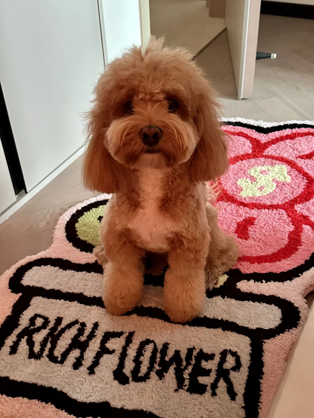 泥嚎我是一颗🍄🐶