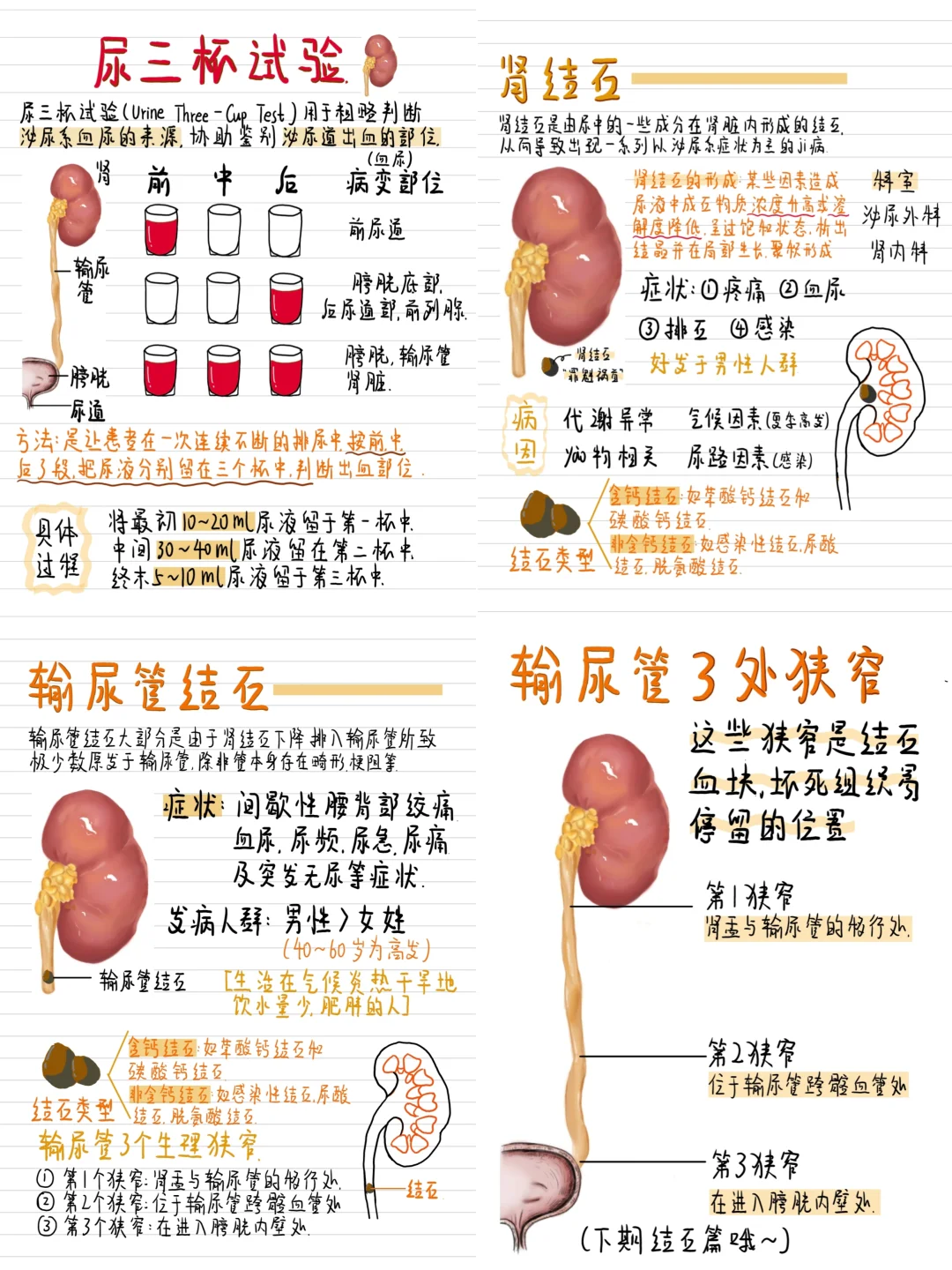 医学生笔记-泌尿系统合集