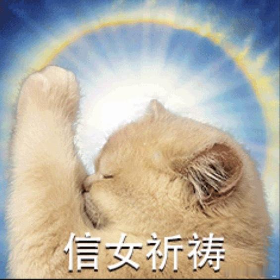 希望全天下的小猫小狗无病无灾 幸福一生 