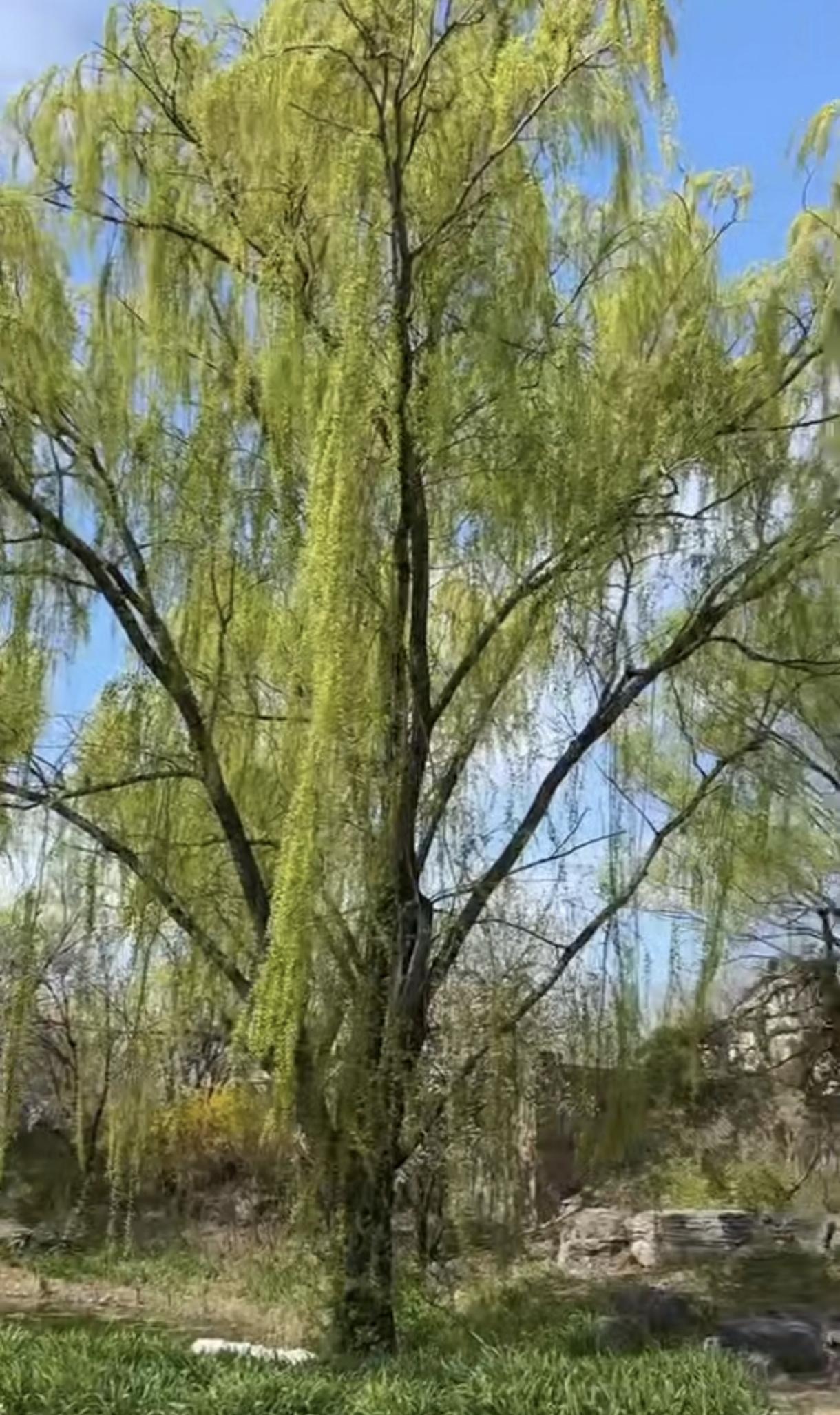 树啊，还是那颗树，人啊换了很多人