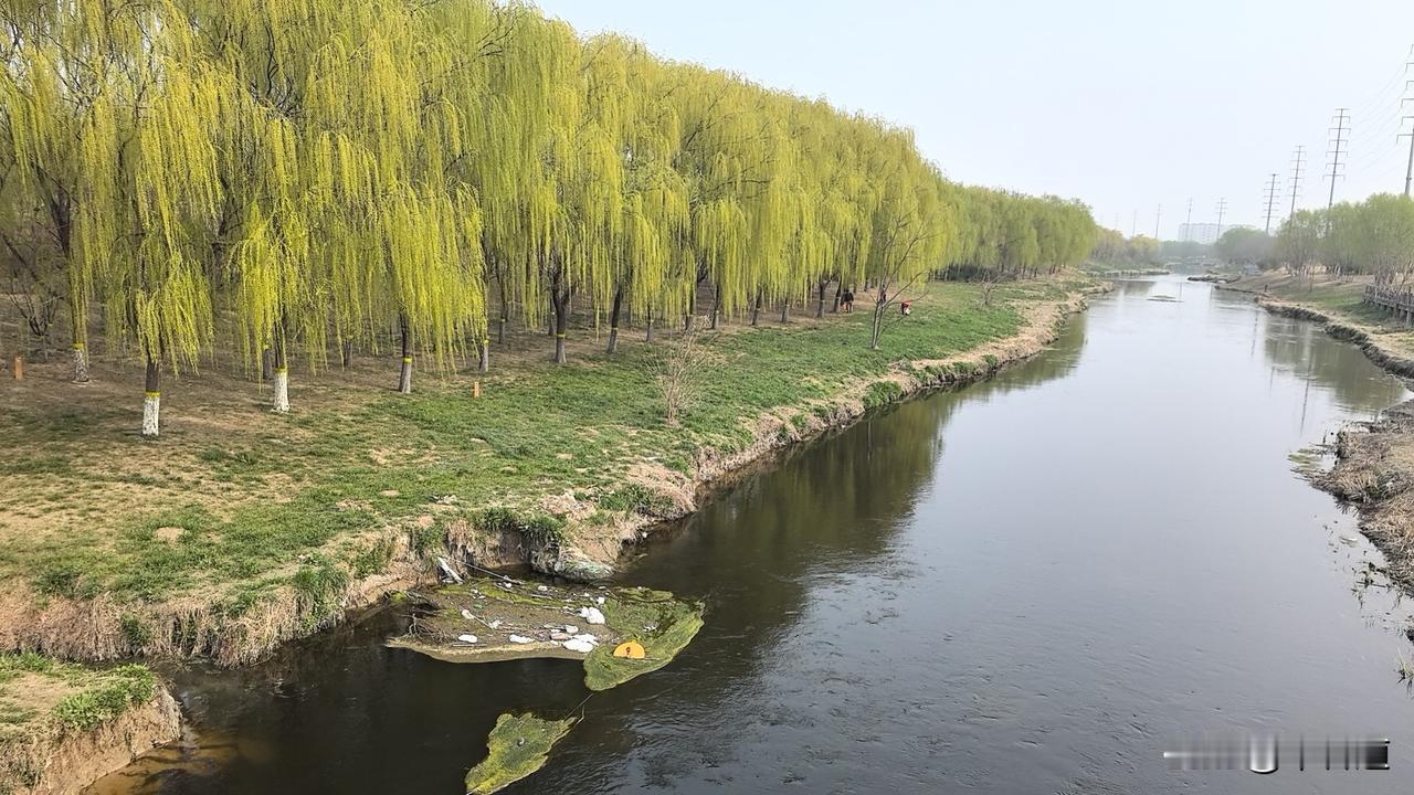 晒图笔记大赛虞河两岸，芳草萋萋，杨柳依依。