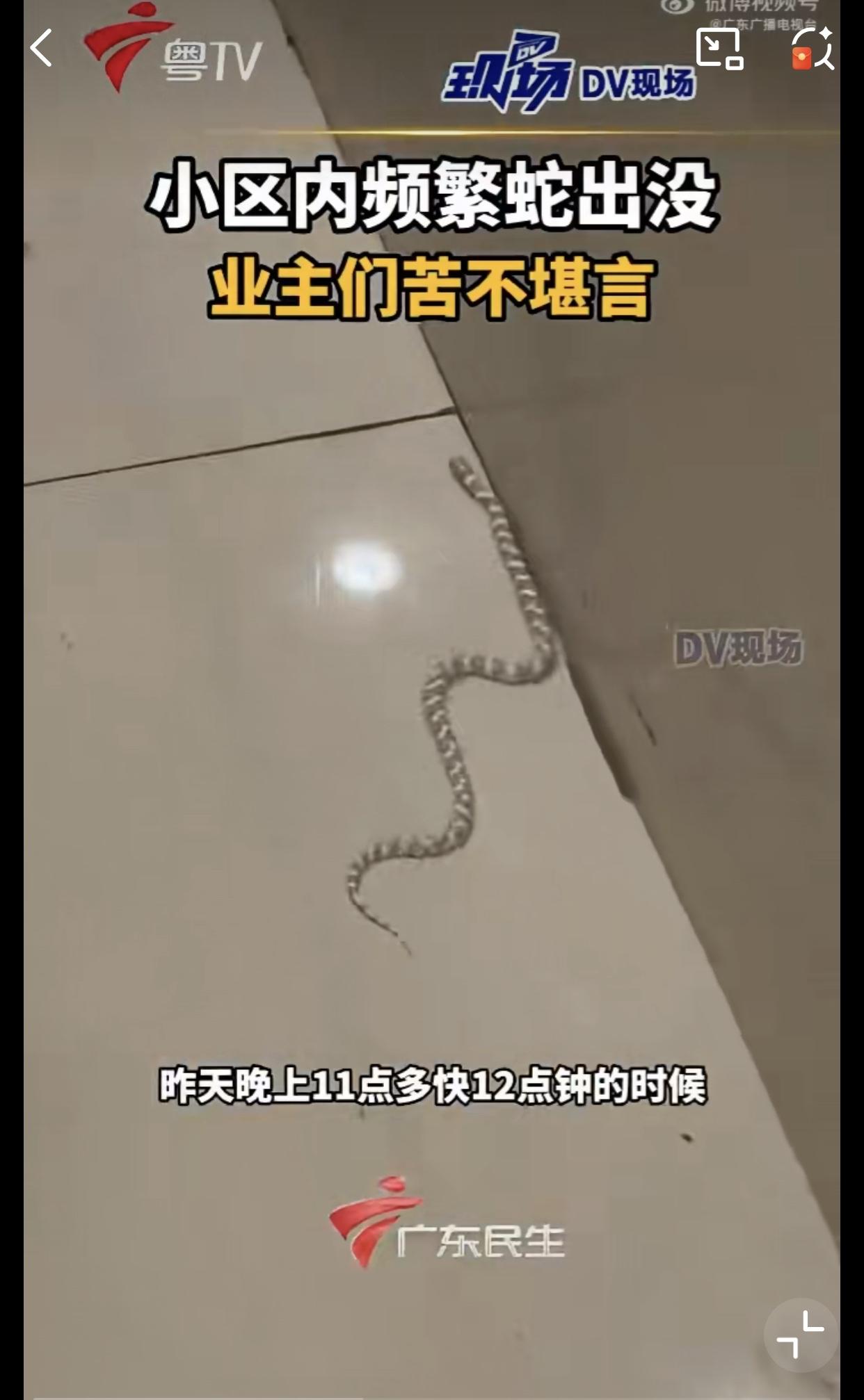 这是住进了蛇窝还是蛇入侵地盘！近日广东广州黄埔区合景天峻小区业主反映，他们的小区