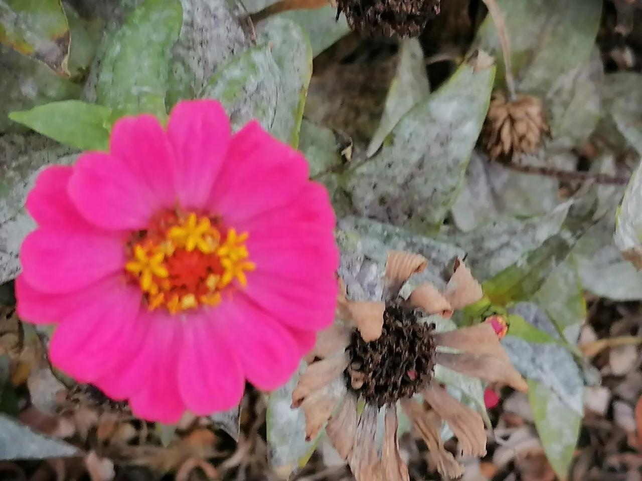 #秋日生活记录#美丽芬芳