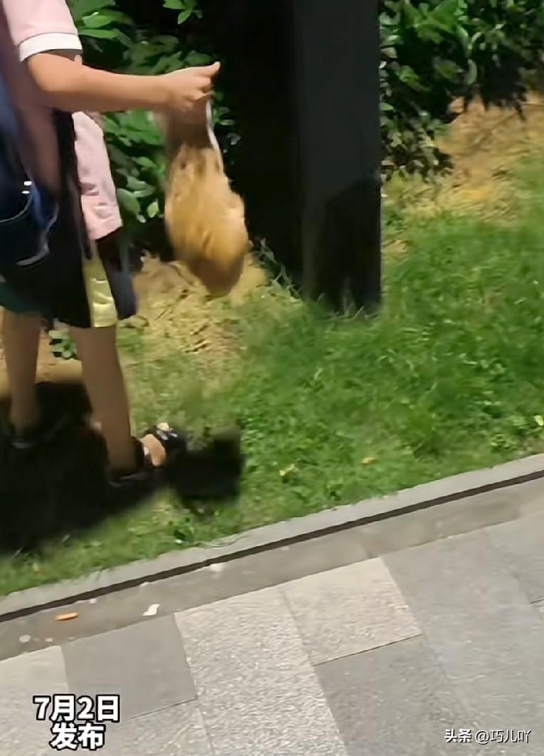 三个男童虐小猫，丝毫不在意路人的劝阻和小猫的恐惧，居然还发出恐怖的笑声。

有网