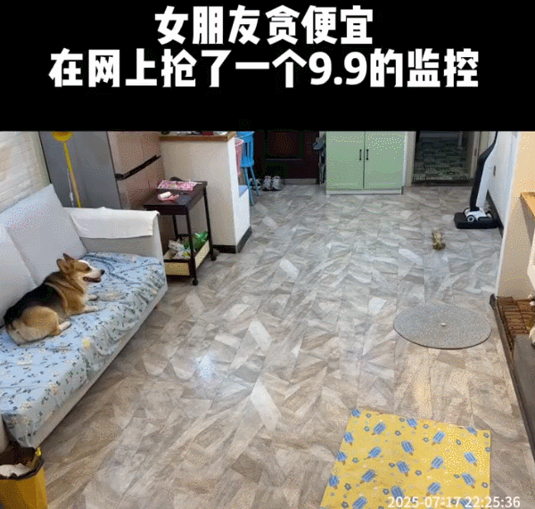 当我从买来的便宜监控里看小狗 ​​​