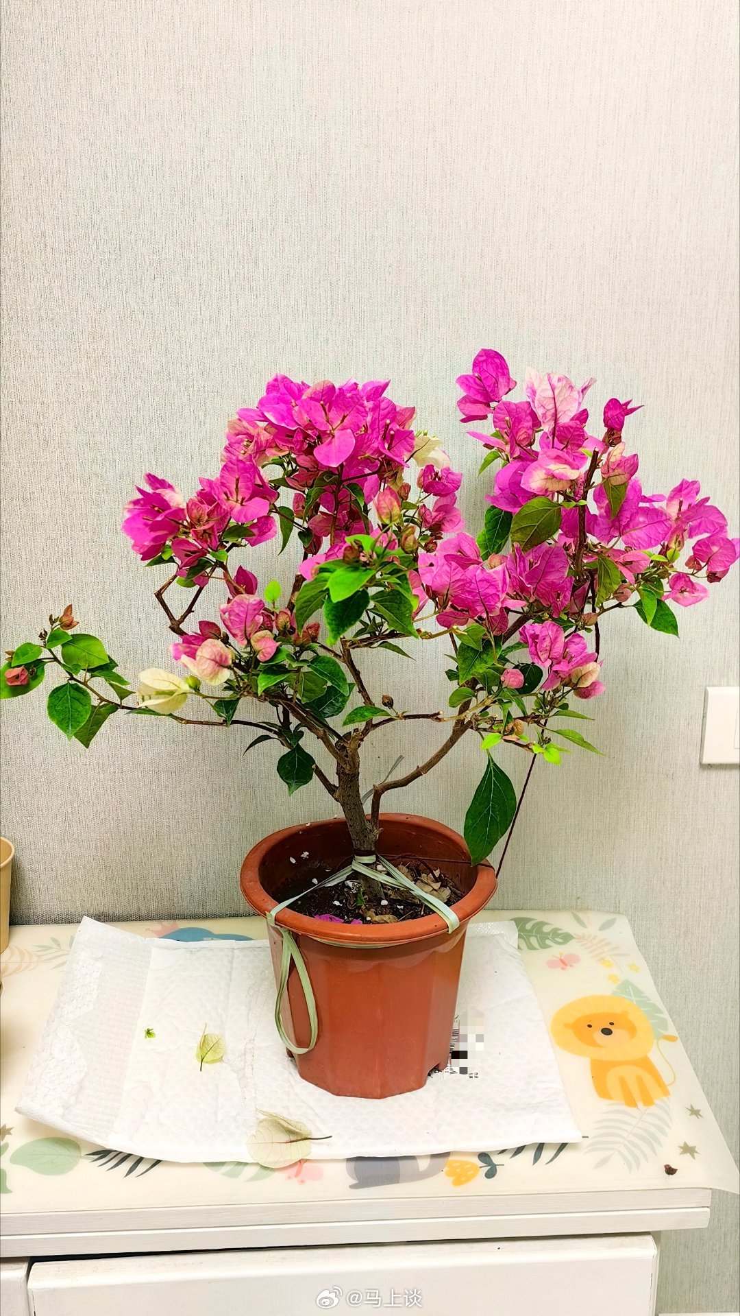 今年春节真暖和啊，以往要防备冻死的三角梅，今年居然开花开得这么好！ 