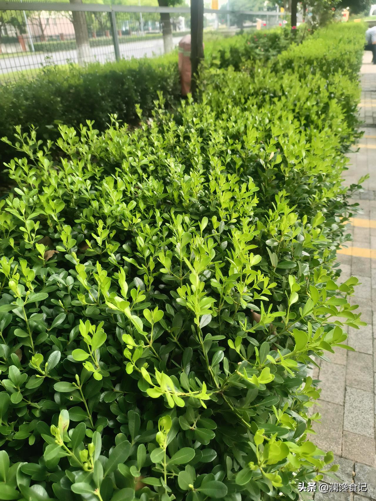 马黛茶发新芽了，喜欢这口的赶紧来采，位于昆山城东，气候宜人，土壤肥沃。鲜嫩叶片，