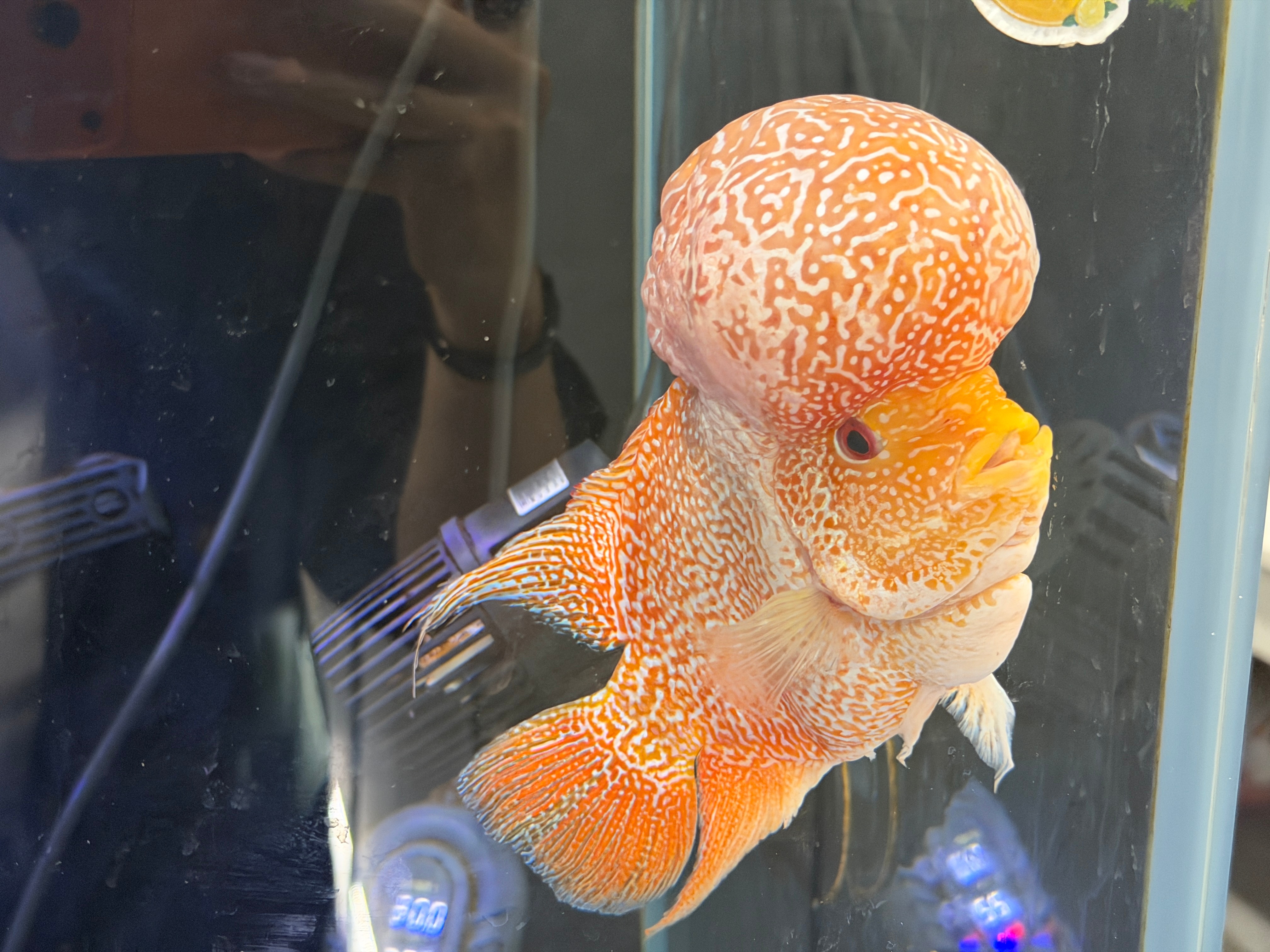 我靠，这是什么鱼？这大脑门真是第一次见……