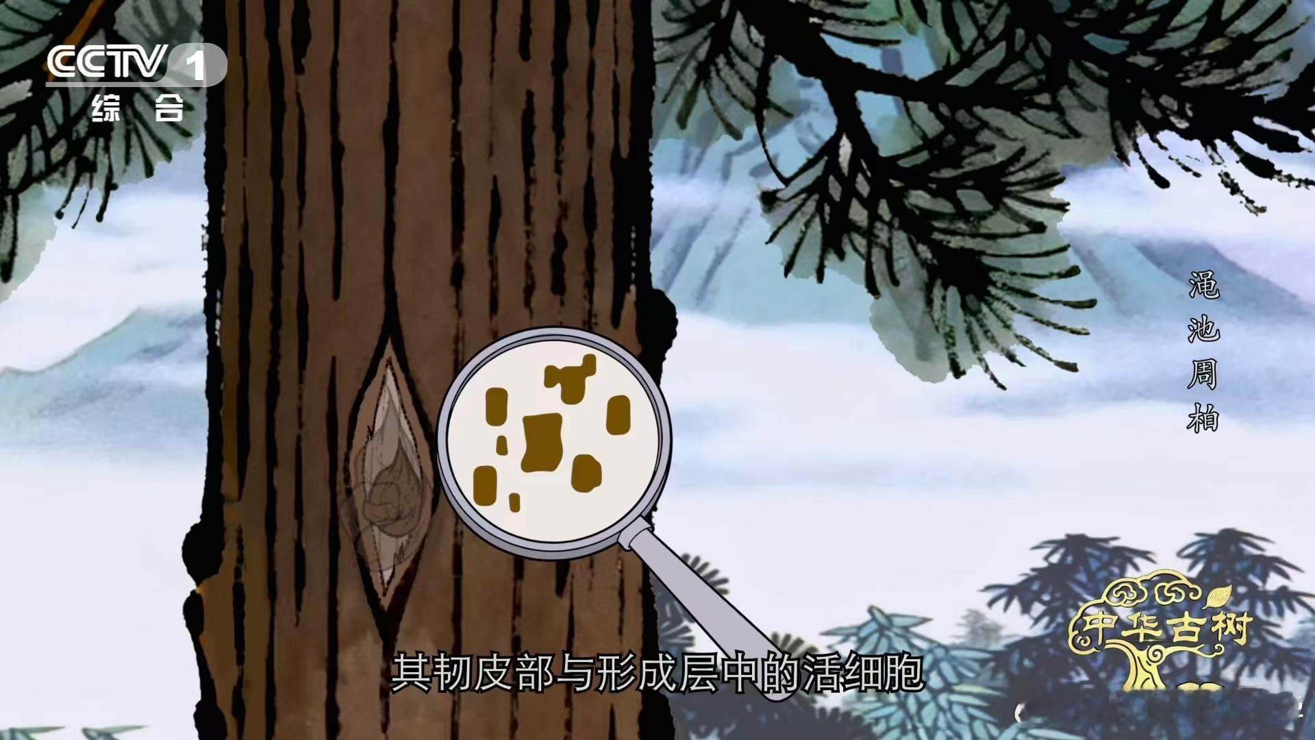 3千多岁柏树遭日军轰炸仍屹立柏树受伤愈合成一种沧桑之美 河南渑池一株古侧柏，守了