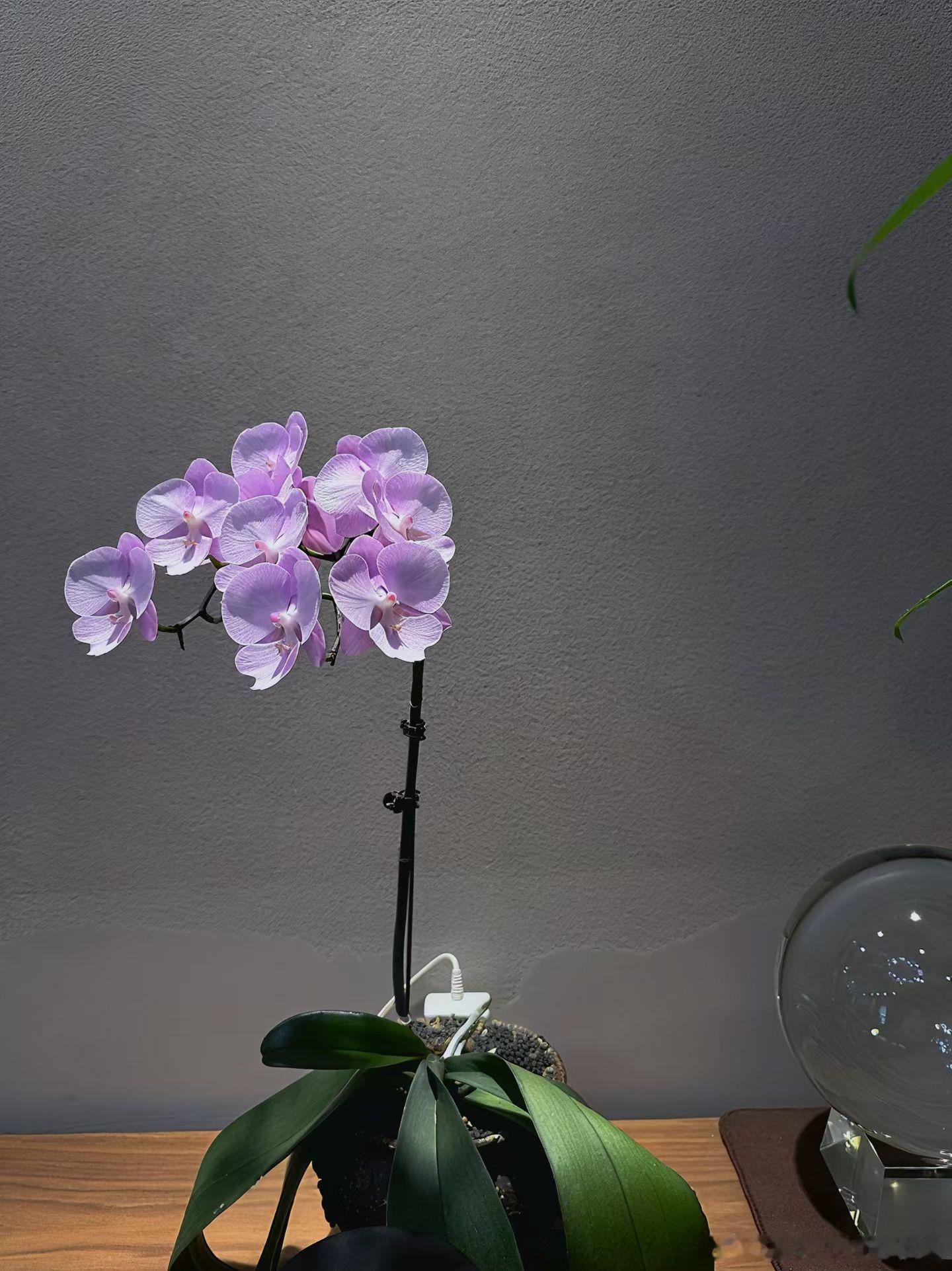 二次发芽🌱的惊喜