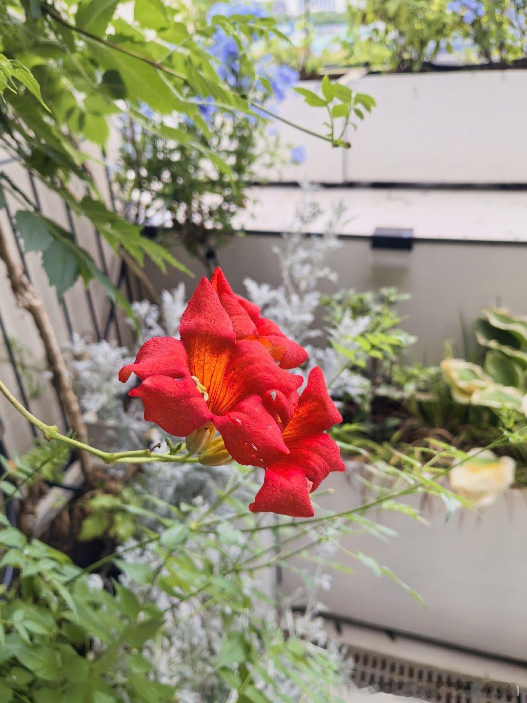 凌霄花，蓝雪花。夏日露台！ 