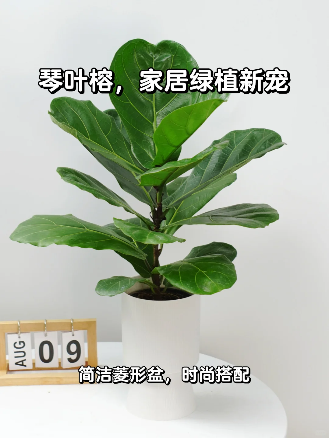 琴叶榕🌿客厅绿植新宠