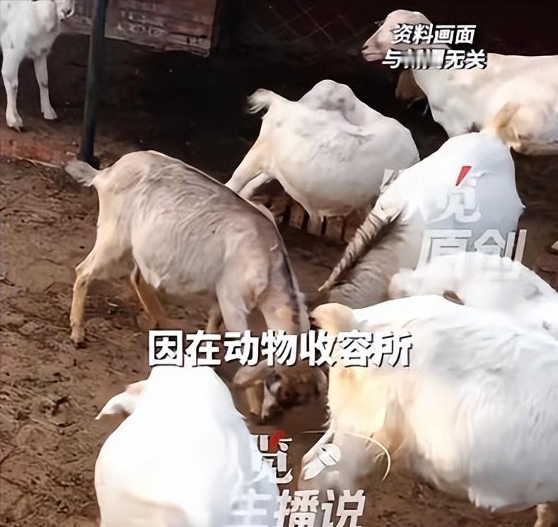 “没救了！”6月24日报道，法国，一男子比较变态，他的欲望无处发泄，竟潜入一所农