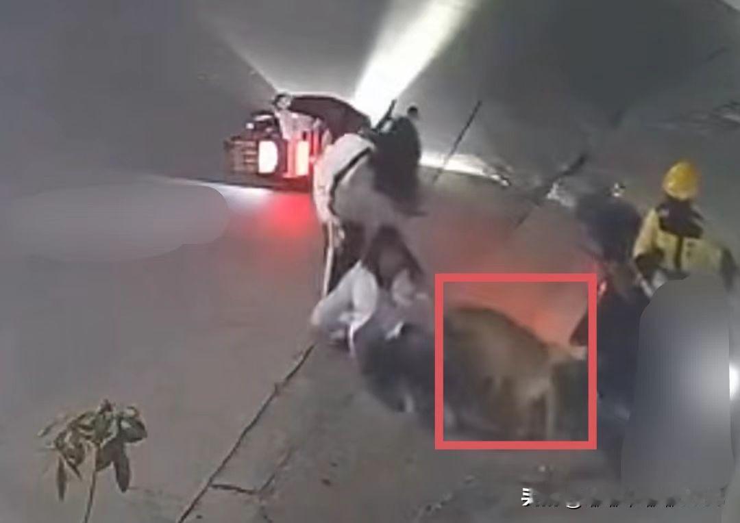 被抓了真的被抓了！
养狗不拴绳，放任狗咬人的狗主人
真的被抓起来了！

1月19