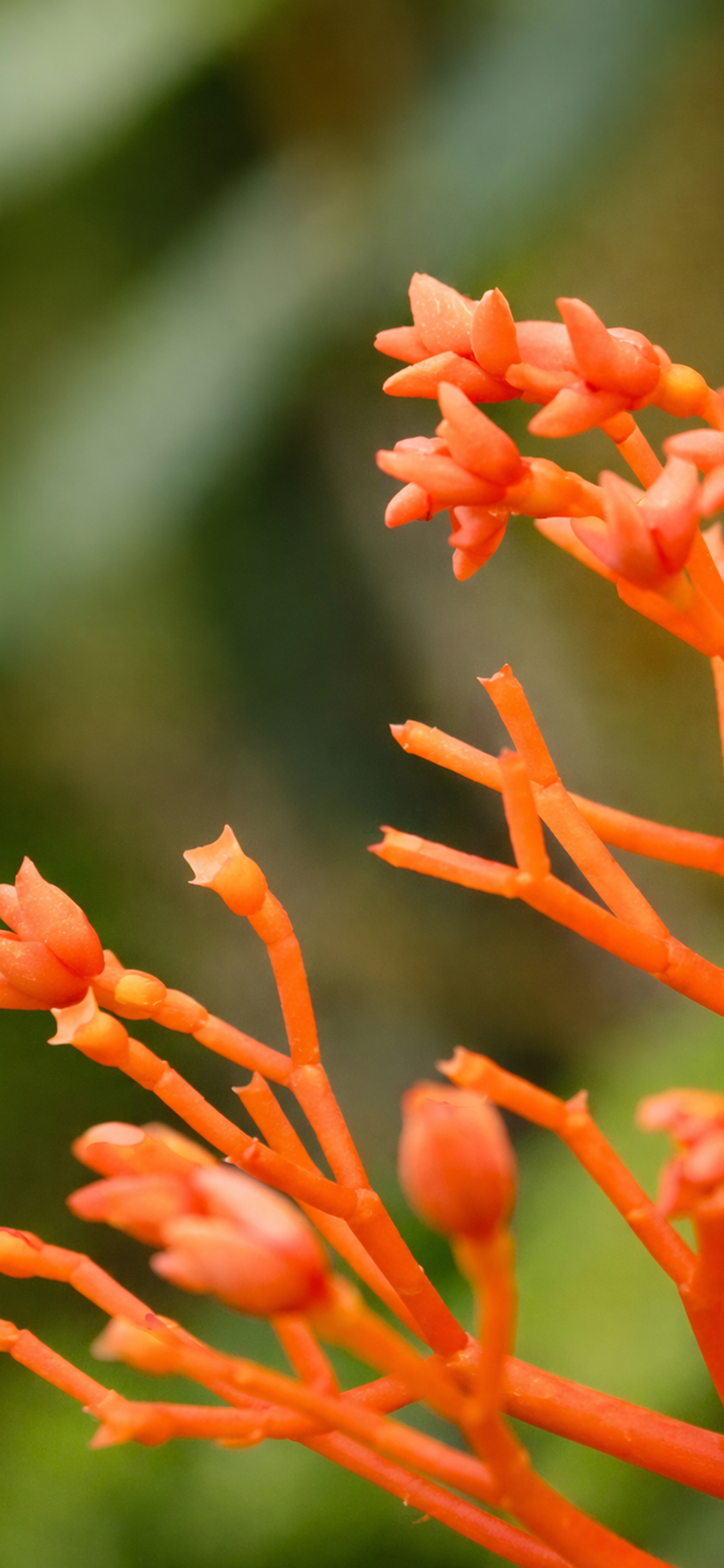 莱分享 今日 iPhone 壁纸分享·2 