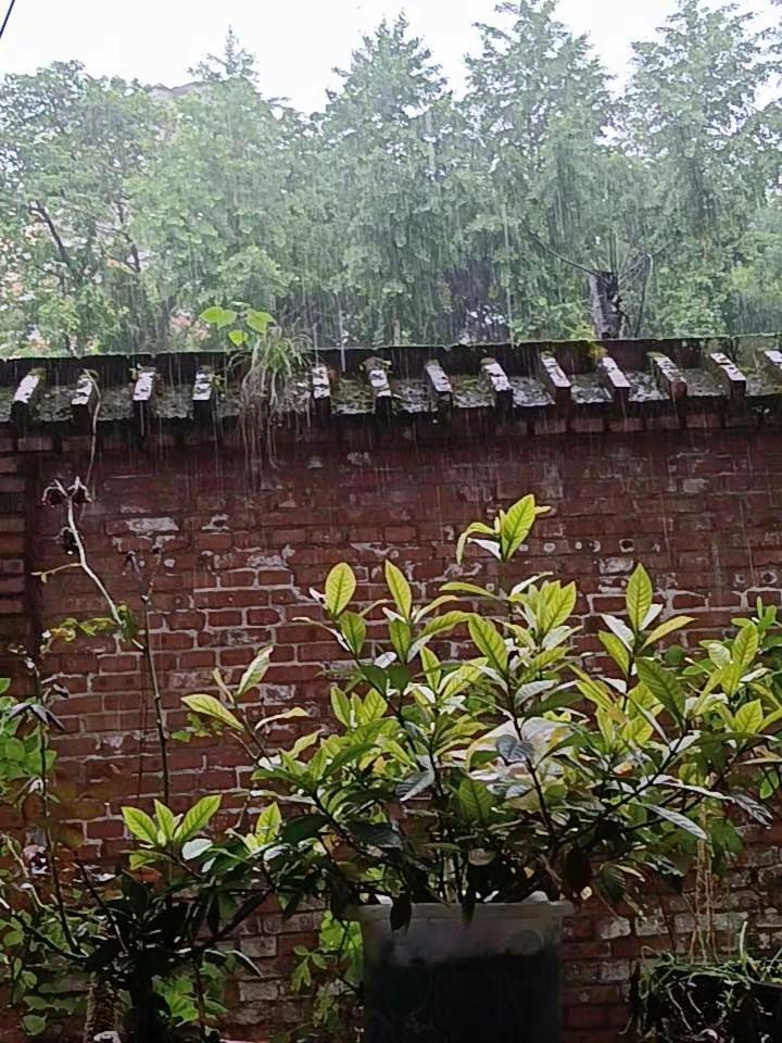 但预报，有雨，有雨，有雨，我的心犹豫，犹豫，……
