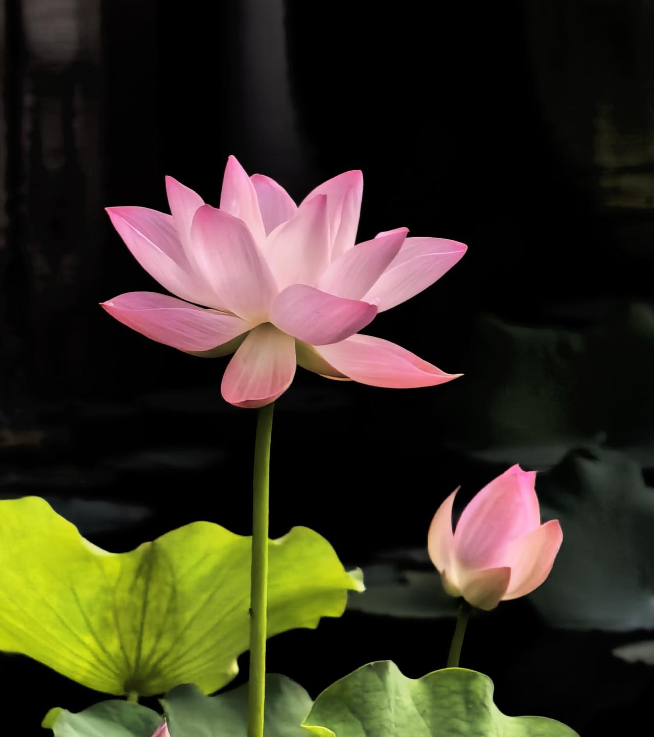分享一张你拍的花，什么花都行姐妹花
