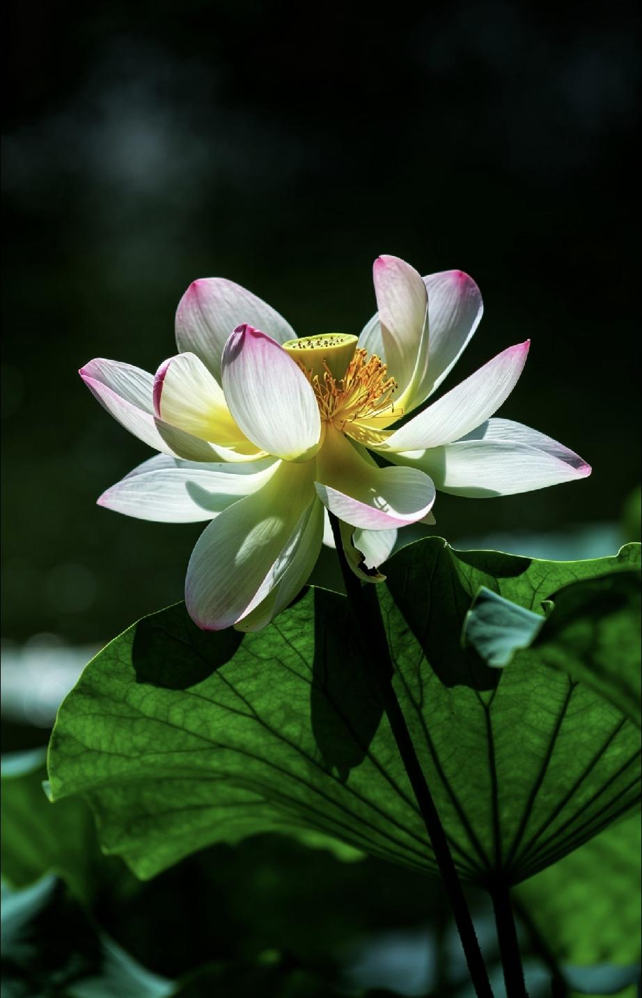 一位医生说：“我干这行三十年，发现一个规律：那些能跑起来的人，身体都不差。不是跑