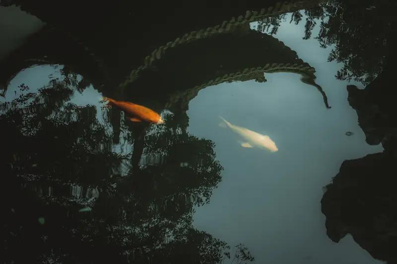 逆流之鱼
一群鱼顺水而下，唯有一条鱼逆流而上。它穿过急流，越过暗礁，身上伤痕累累