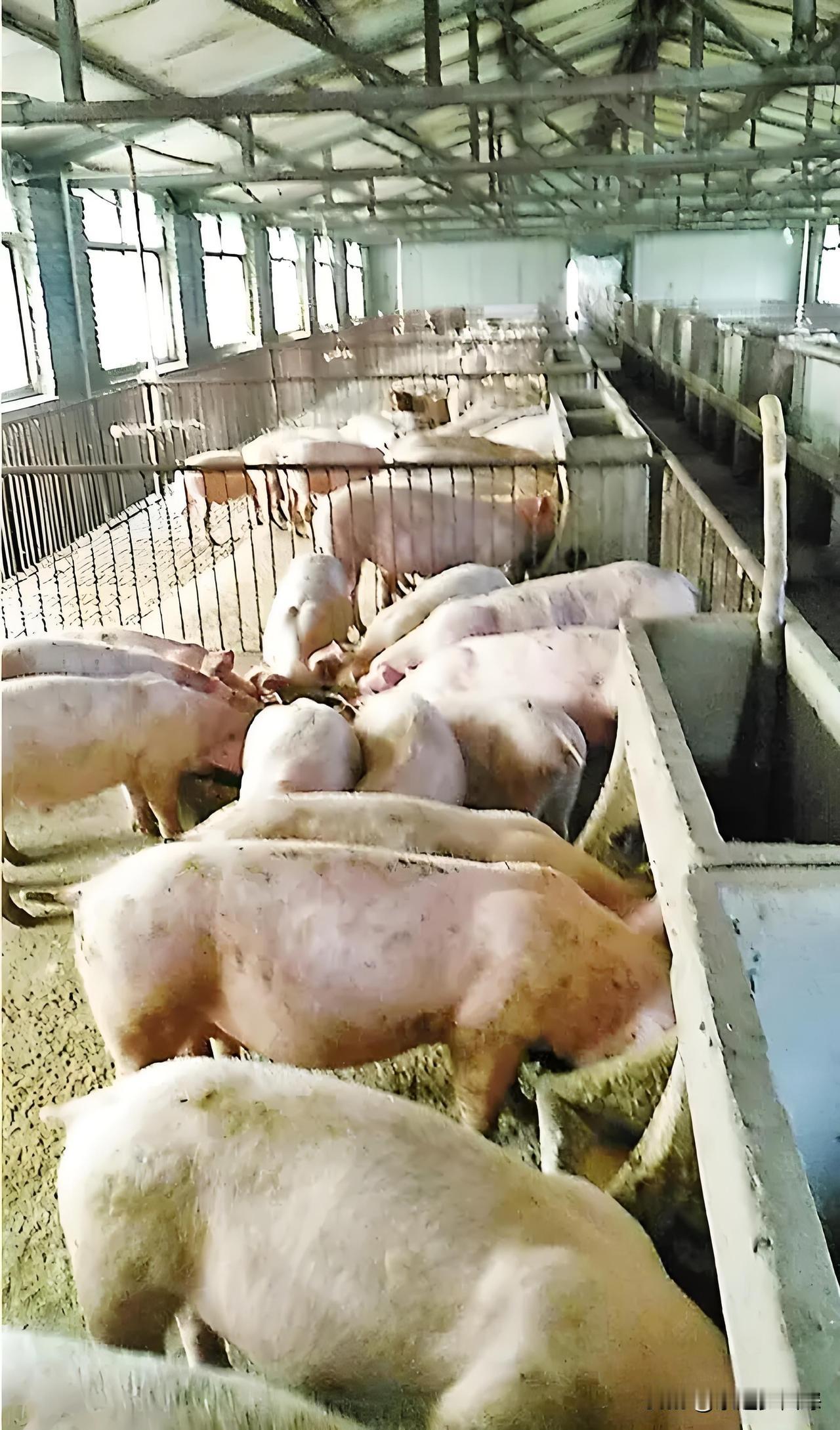 河北生猪10元3斤的消息在全网疯传，若情况属实，实在令人难以置信。你是否思考过，