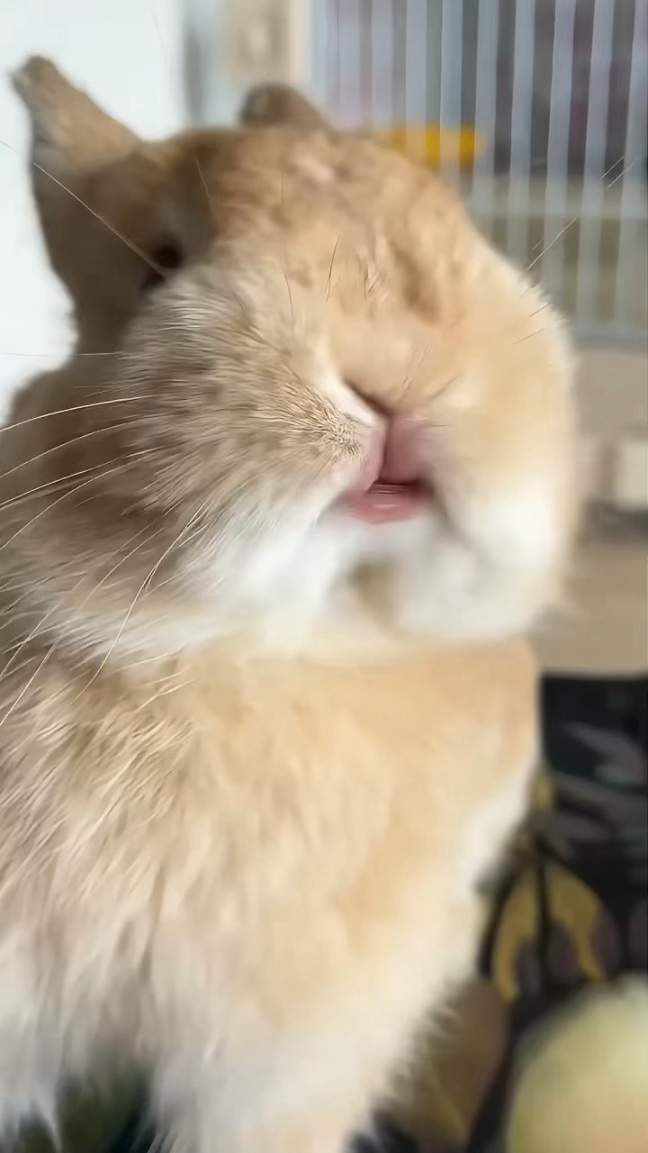 邱邱是小兔叽🐇 