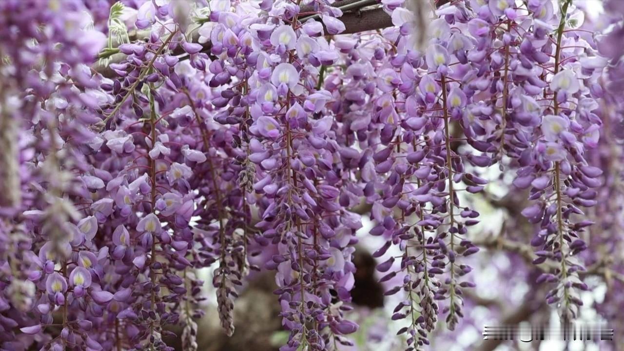 这个春天，蒙山深处藏着一片紫色的瀑布！
现在，山东省临沂市费县大田庄乡周家庄村紫