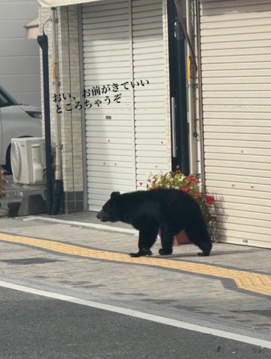 日本两米多长的庞然大物，巨熊街上“溜达”。

日本由于气候变化、山林开发，动物地