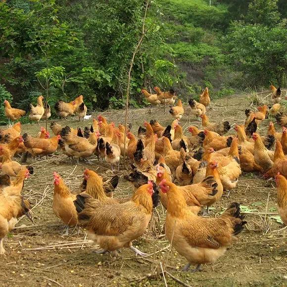 今天我们养了100只公鸡100只母鸡，没销路可愁了。

从今年4月份就买了200