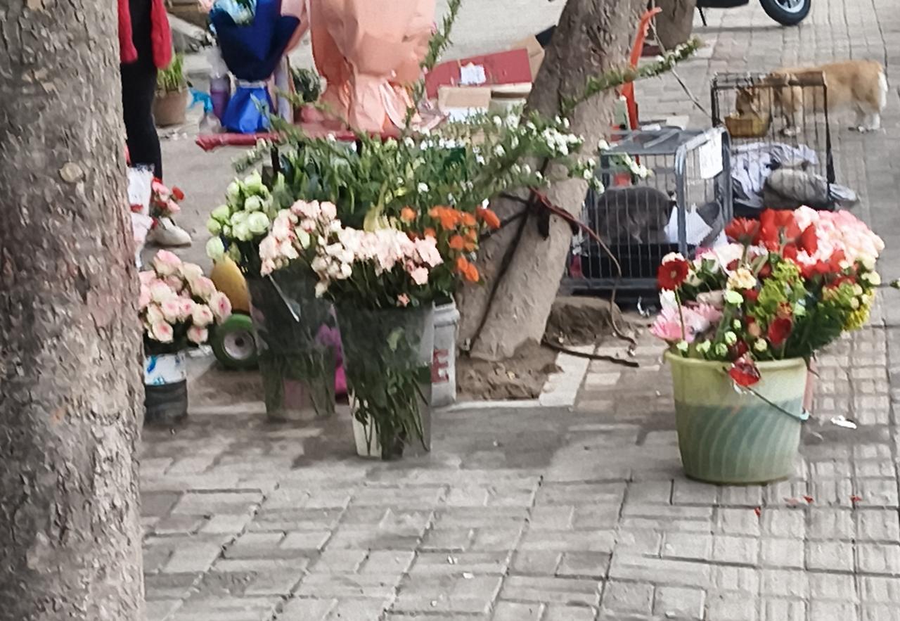 清晨的街角，花店把一整个春天都搬了出来。石阶上层层叠叠的花盆里，杜鹃开得热烈，粉