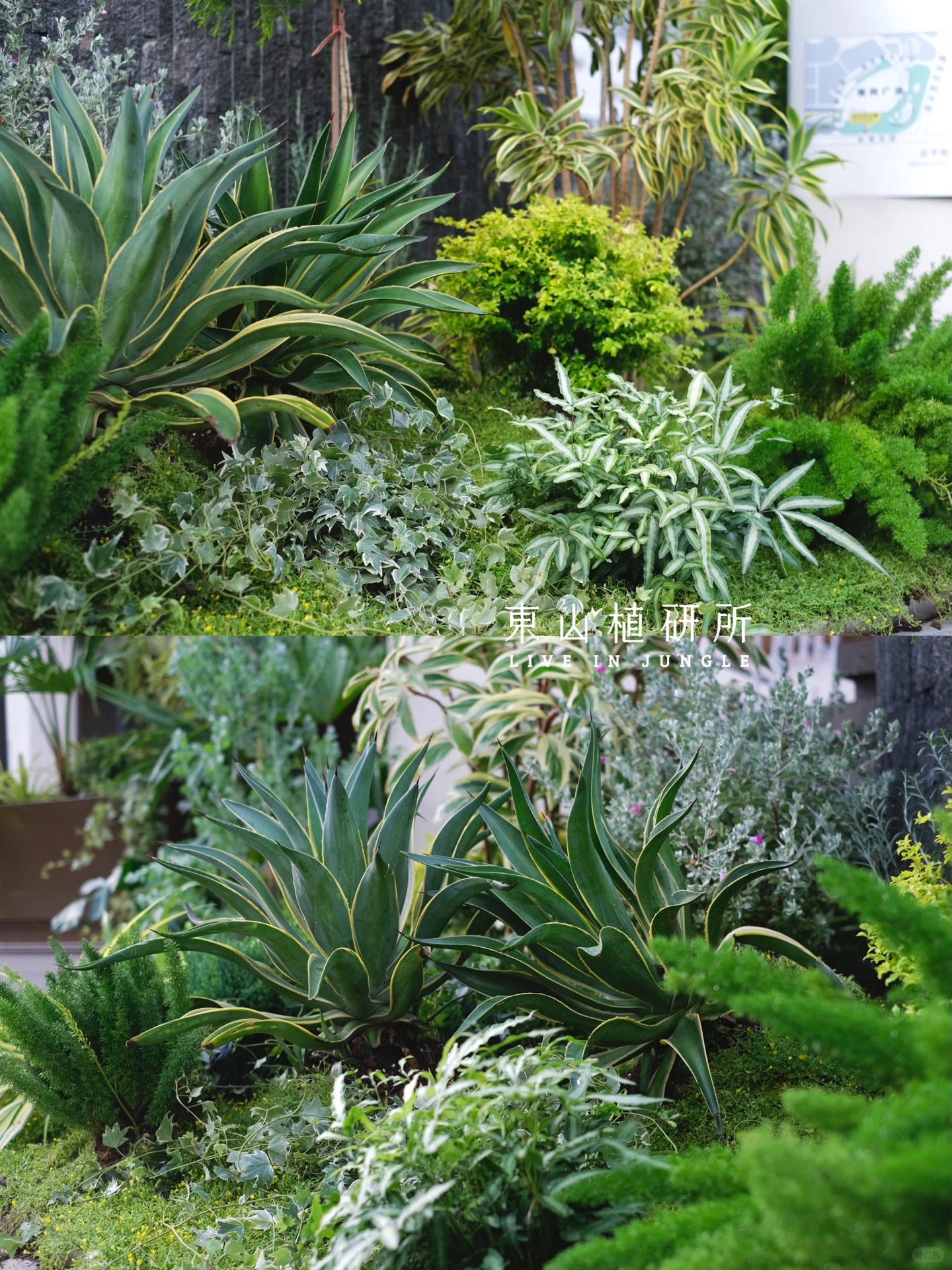 植物造景|花叶植物户外搭配 自然氛围感拉满