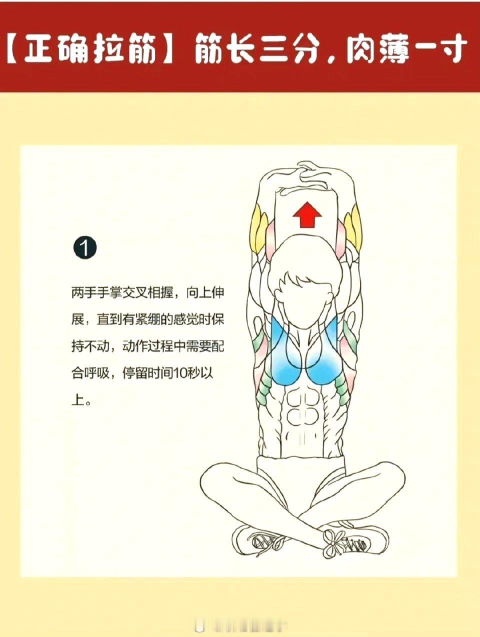 正确拉筋！筋长三分肉薄一寸✅ ​​​