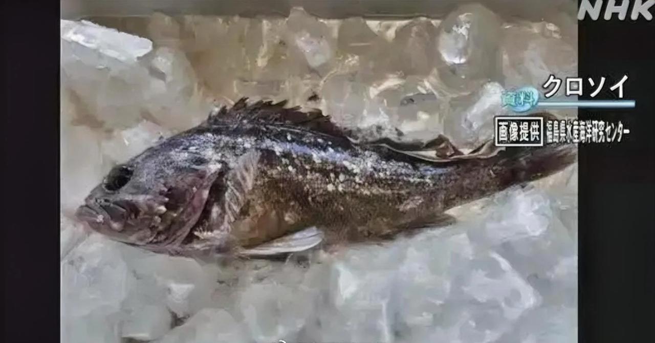 2019年，日本福岛捕获的放射物质超标的海海鱼。已经基本看不出此鱼是什么种类。
