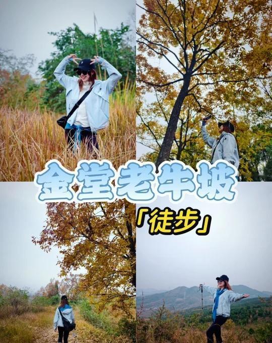 成都1.5h直达！看看你们拍的秋季！
🌟 为什么是老牛坡？
一句话攻略：距离近