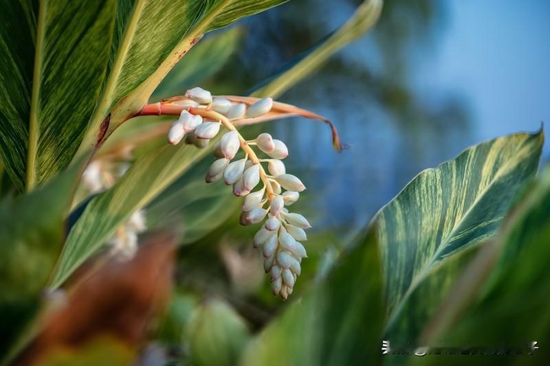 看到“细雨淋竹浅夏来”求上联，让我也来了兴致。我试着对个“清风抚叶新蝉闹”。
“