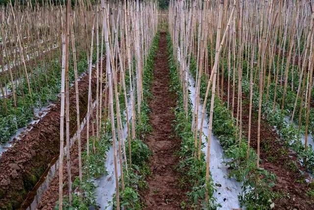 谷雨前后点瓜种豆，希望各部门立岗负责，别人剧毒农药生产，经营，使用！把好食品入口