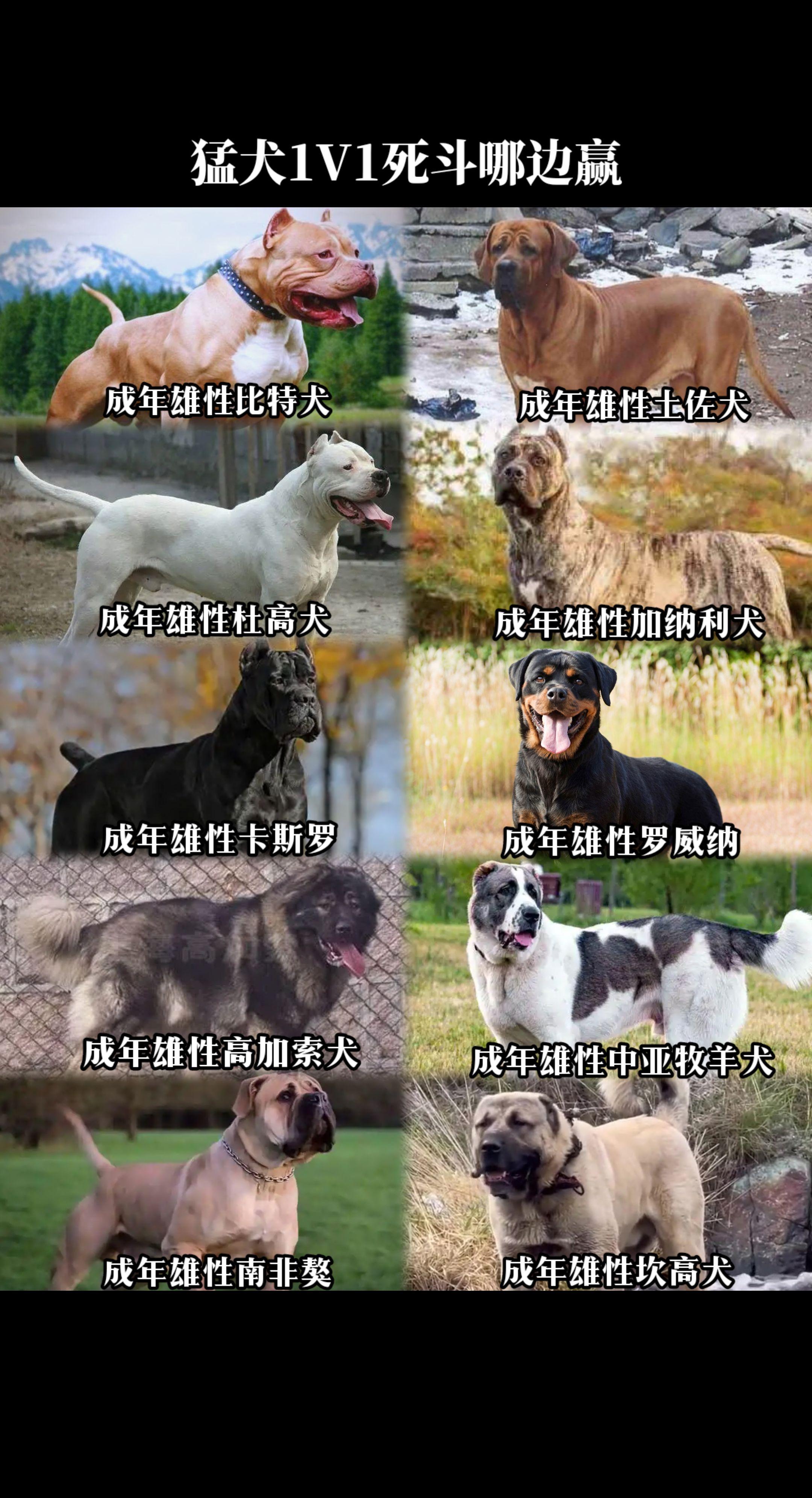 极限死斗：猛犬1V1