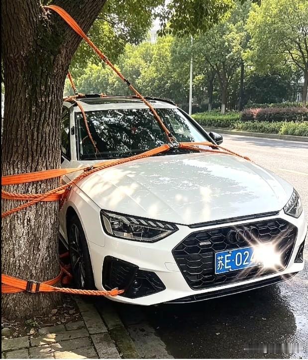 我想知道，这棵树被拔走了怎么办，到底树救车，还是车就树，树一吹到，车子也报废了吧