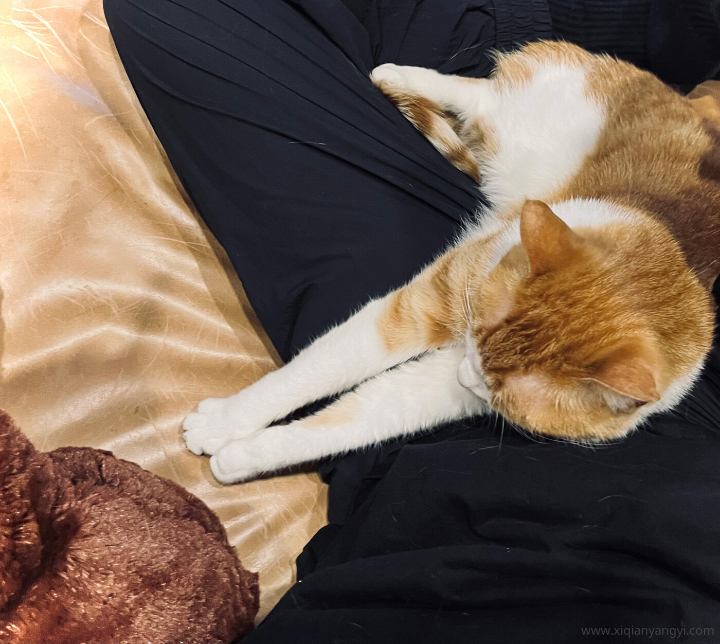 石榴你起来，占我地儿了。 ​​​
