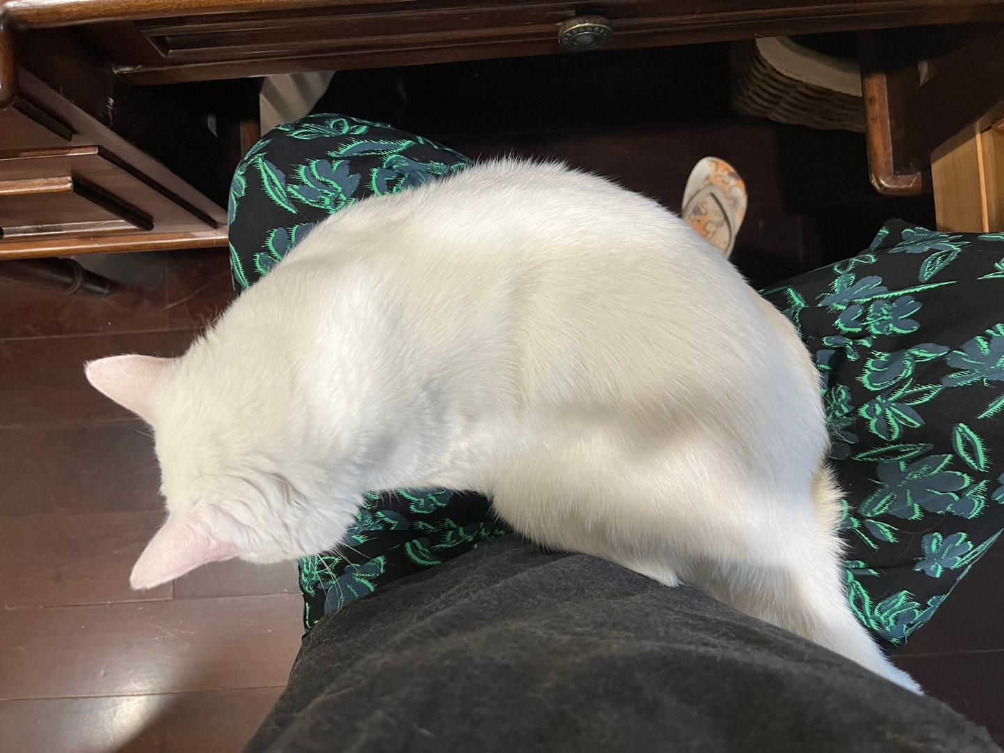 赖赖这半年来越来越粘人了，喜欢撒娇，以前在家里他从来不让我这样抱他，他嫌我烦，最