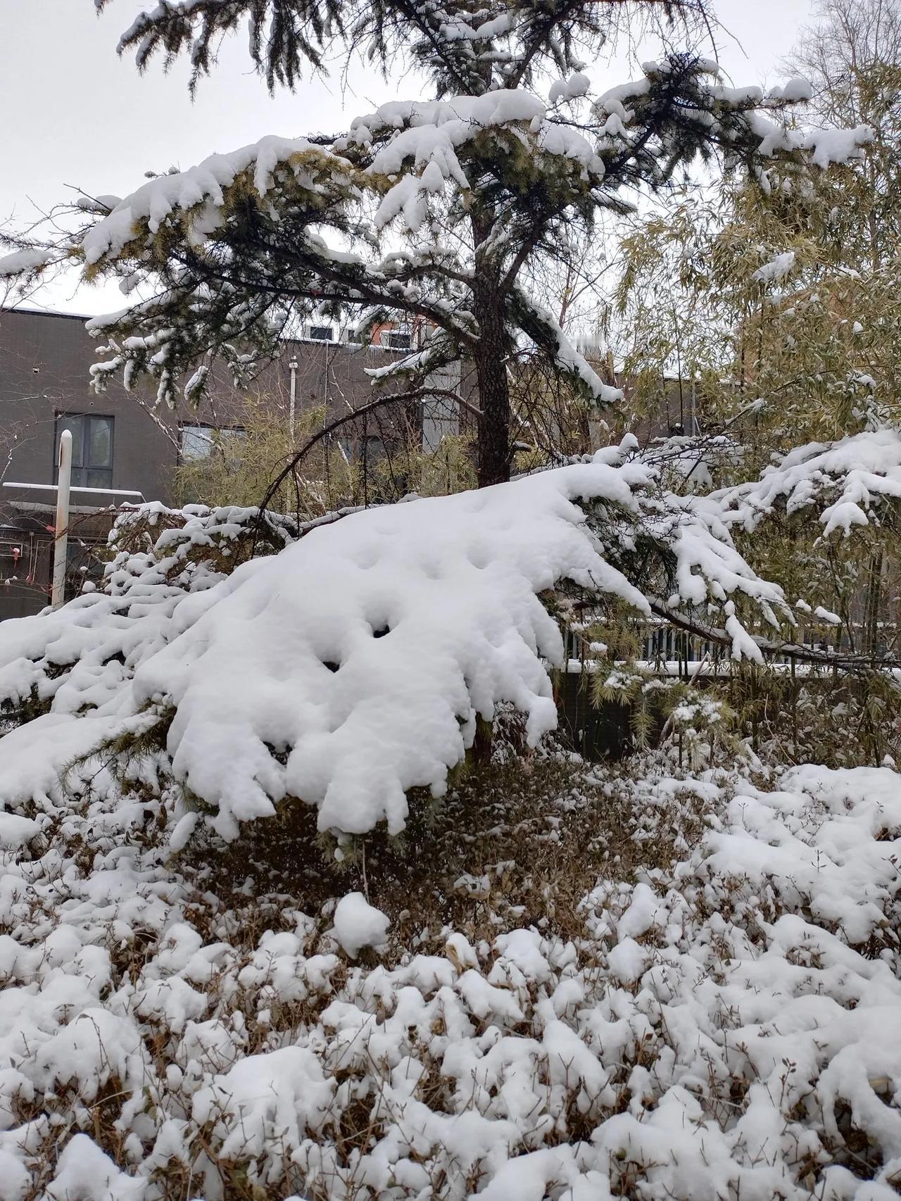 西江月   大雪
文/李耀海
处处银装素裹，
皑皑白雪茫茫。
梅梢傲雪欲芬芳，