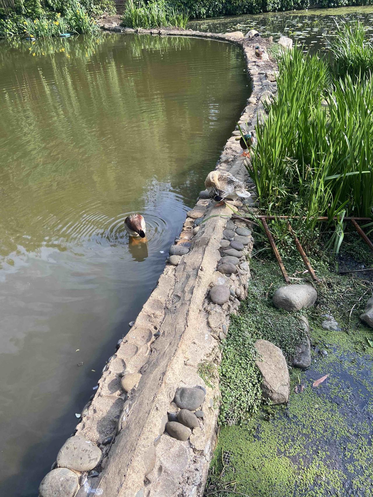 散步的时候碰到一群野鸭，还不是很怕人，走近了它才会跑开。
小点的，头部翠绿色，是