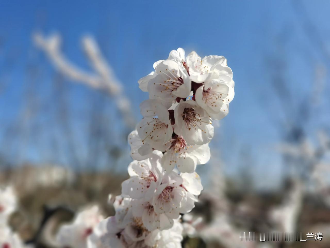 分享你认识的花花草草 杏花是很美的花。它的花瓣白色或稍带红晕，单生且先叶开放。杏