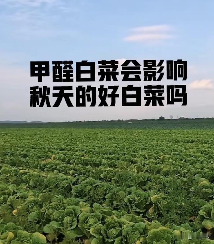 甲醛白菜的曝光，会不会影响本地秋白菜销售呢？刚刚刷到一个农民带着哭腔说，我们的好