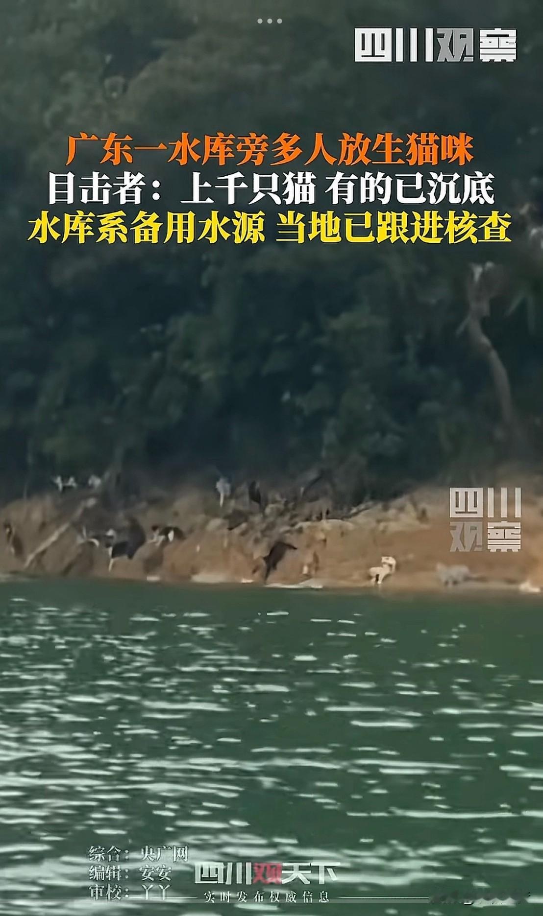 “太触目惊心了！”广东，一男子遛弯时，突然发现水库边，上百只猫咪正被人硬赶下水，