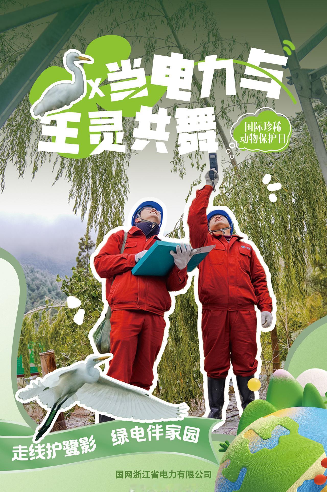  当电力与生灵共舞【走线护鹭影 绿电伴家园】在缙云东方镇的稻田上空，成群白鹭正轻