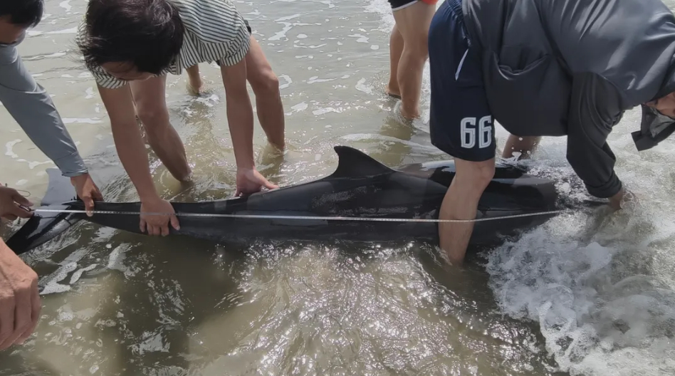 #湛江搁浅海豚获救助疗养#【湛江吴川一海滩发现搁浅海豚，目前已护送至硇洲岛“疗养