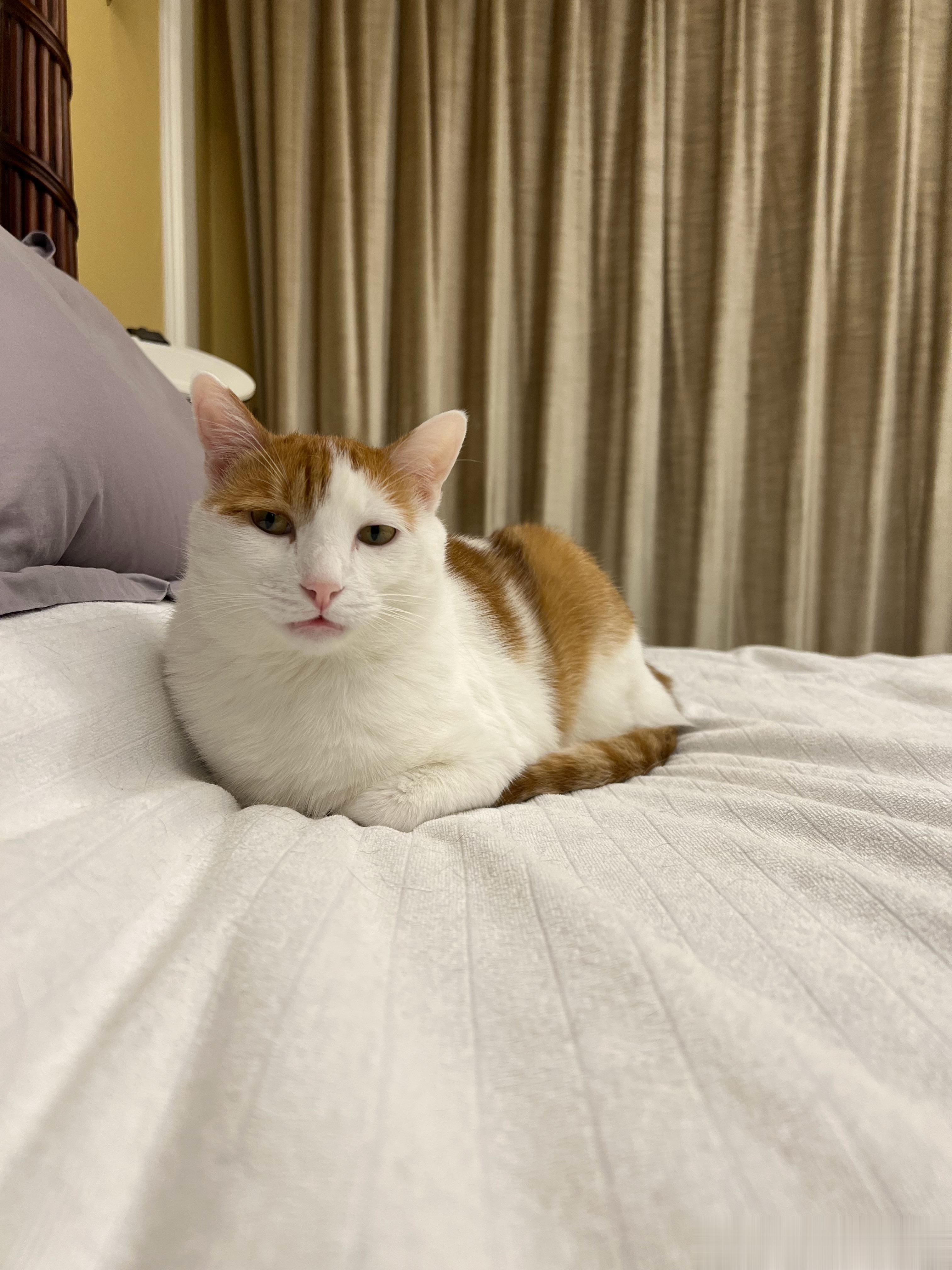 看吧，不上班就是这样，一躺躺一天，啥事不干就会发愣，猴猴，你看的呆样，你要不上班