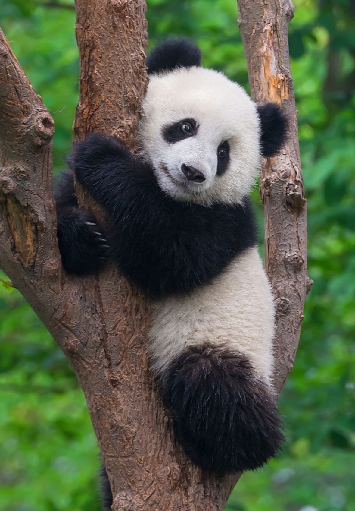 我们的Panda来了熊猫骑行活动今日启动，邀你畅游天府绿道。用镜头记录萌趣瞬间，