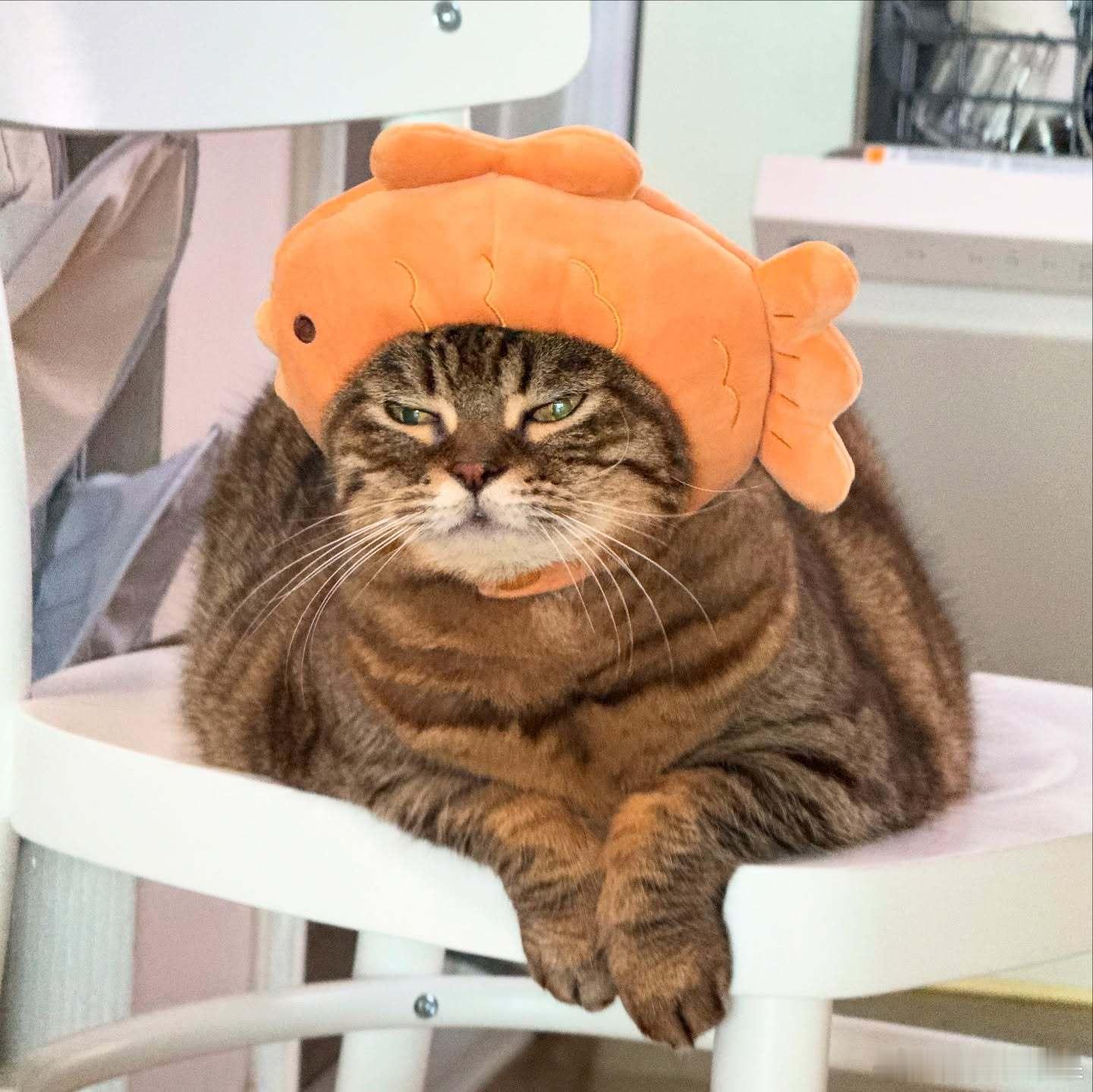 🐟cr：bo mang_co 