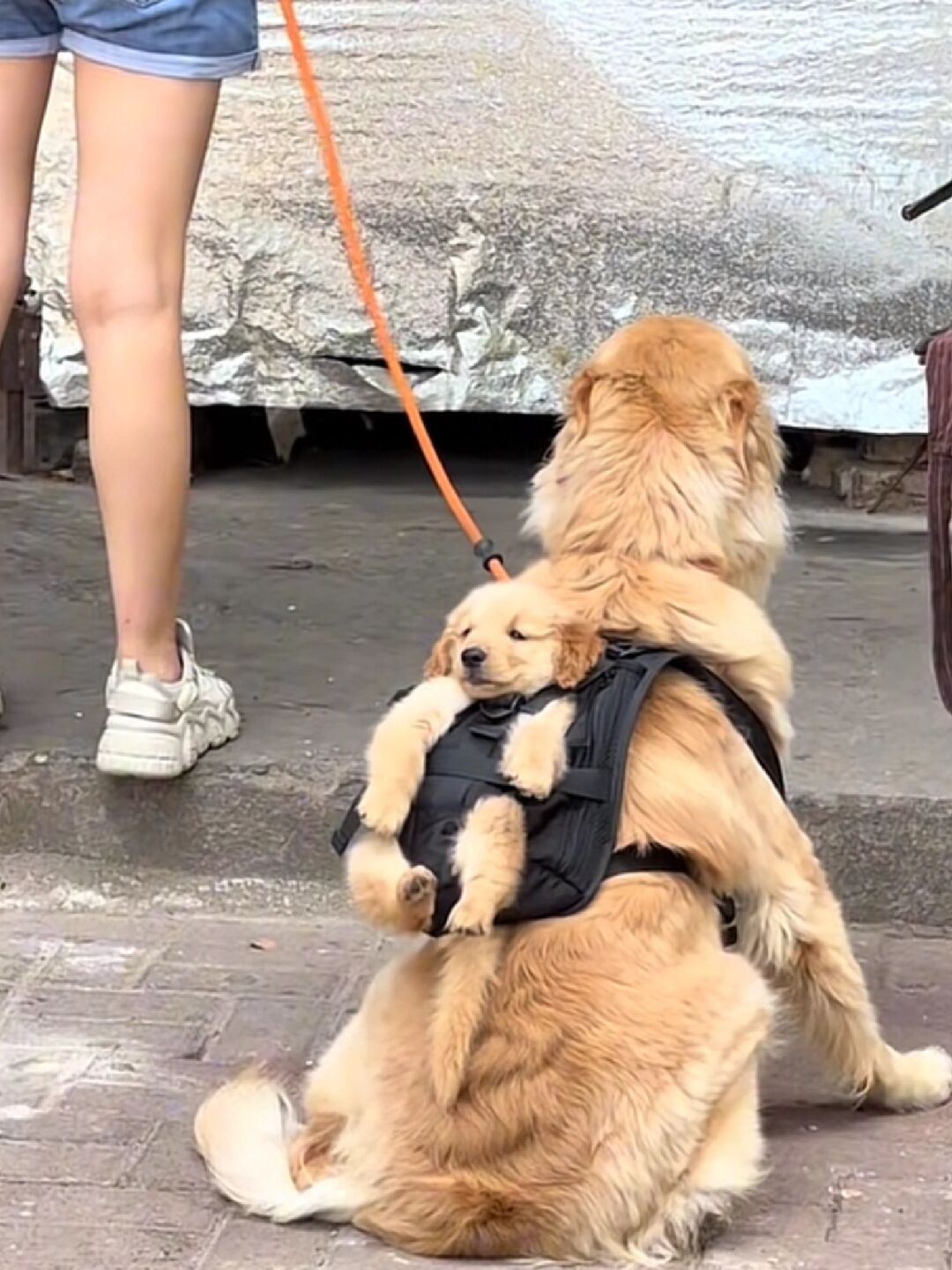 原来小狗会自己带孩子[哇] ​​​